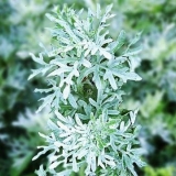 Trava pelin: opis, svojstva i primjena